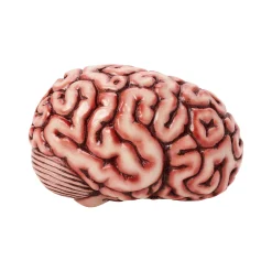Brain Prop