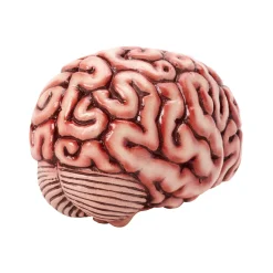Brain Prop