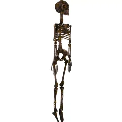 Moss Skeleton