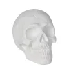 White Skull Tabletop Decoration