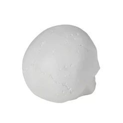 White Skull Tabletop Decoration